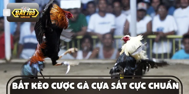 Bí quyết bắt kèo đá gà cựa sắt hiệu quả dành cho người chơi mới