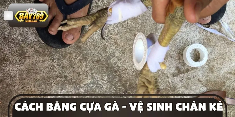 Vệ sinh của chiến kê trước khi băng bó
