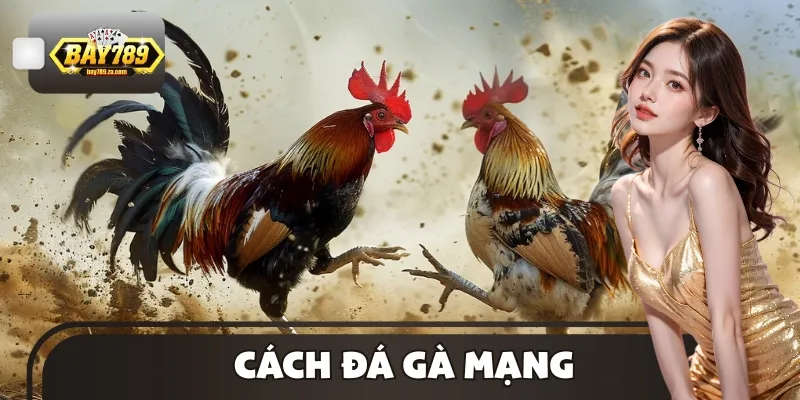 Cách Đá Gà Mạng Chi Tiết, Dễ Hiểu Nhất Cho Người Hâm Mộ