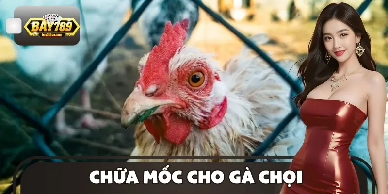 Chữa Mốc Cho Gà Chọi - Dứt Điểm, Phòng Ngừa Tái Phát Bệnh