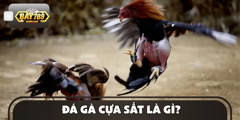 Giới thiệu về đá gà cựa sắt - thể loại phổ biến trong giới cược gàGiới thiệu về đá gà cựa sắt - thể loại phổ biến trong giới cược gà