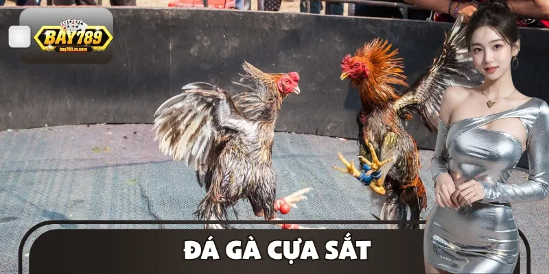 Đá Gà Cựa Sắt - Những Điều Chi Tiết Bạn Cần Phải Biết