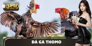 Đá Gà Thomo - Sàn Đấu Kê Kịch Tính Được Yêu Thích Nhất 2025