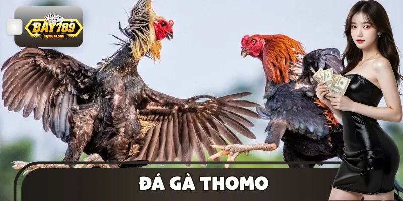 Đá Gà Thomo - Sàn Đấu Kê Kịch Tính Được Yêu Thích Nhất 2025