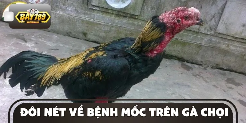 Sơ lược về bệnh mốc trên gà chọi