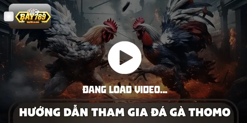 Quy trình tham gia một trận đấu gà tại BAY789