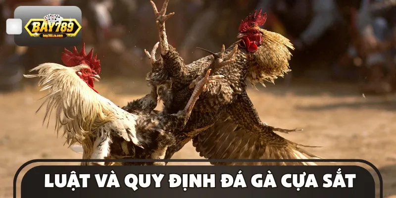 Nắm rõ những quy tắc quan trọng trong một trận đấu gà cựa sắt