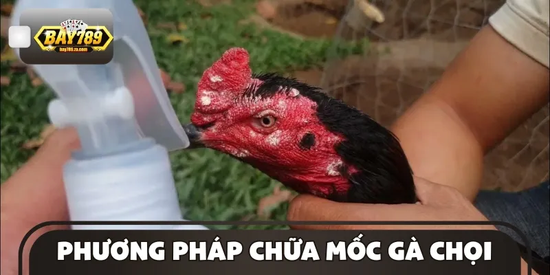 Giải pháp chữa mốc cho gà chọi đơn giản, dễ thực hiện