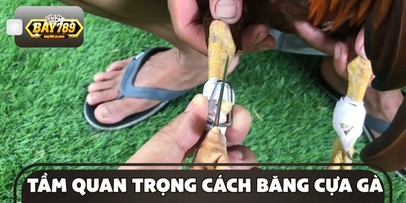 Cách băng cựa gà cần phù hợp với độ dài chân kê