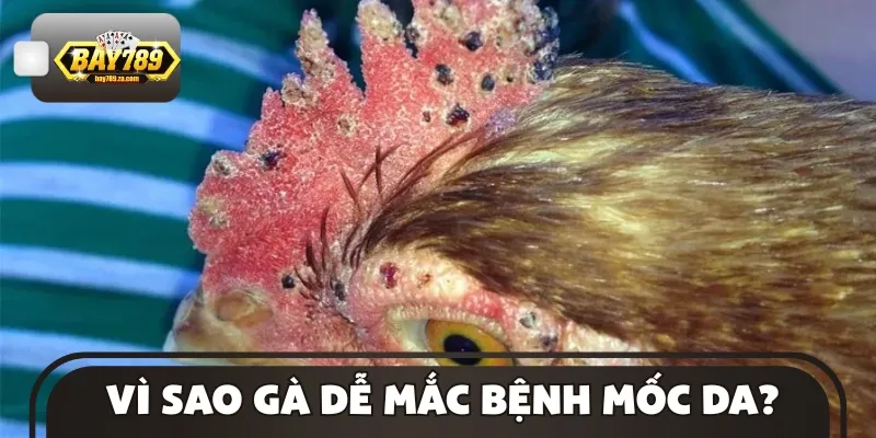 Lý do gà chọi dễ nhiễm bệnh mốc trên da lông